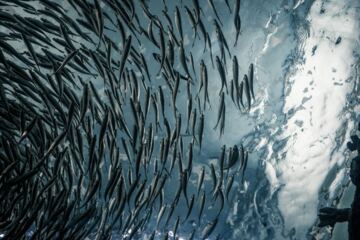 Vissen-in-de-zee-Nederlof-Fish
