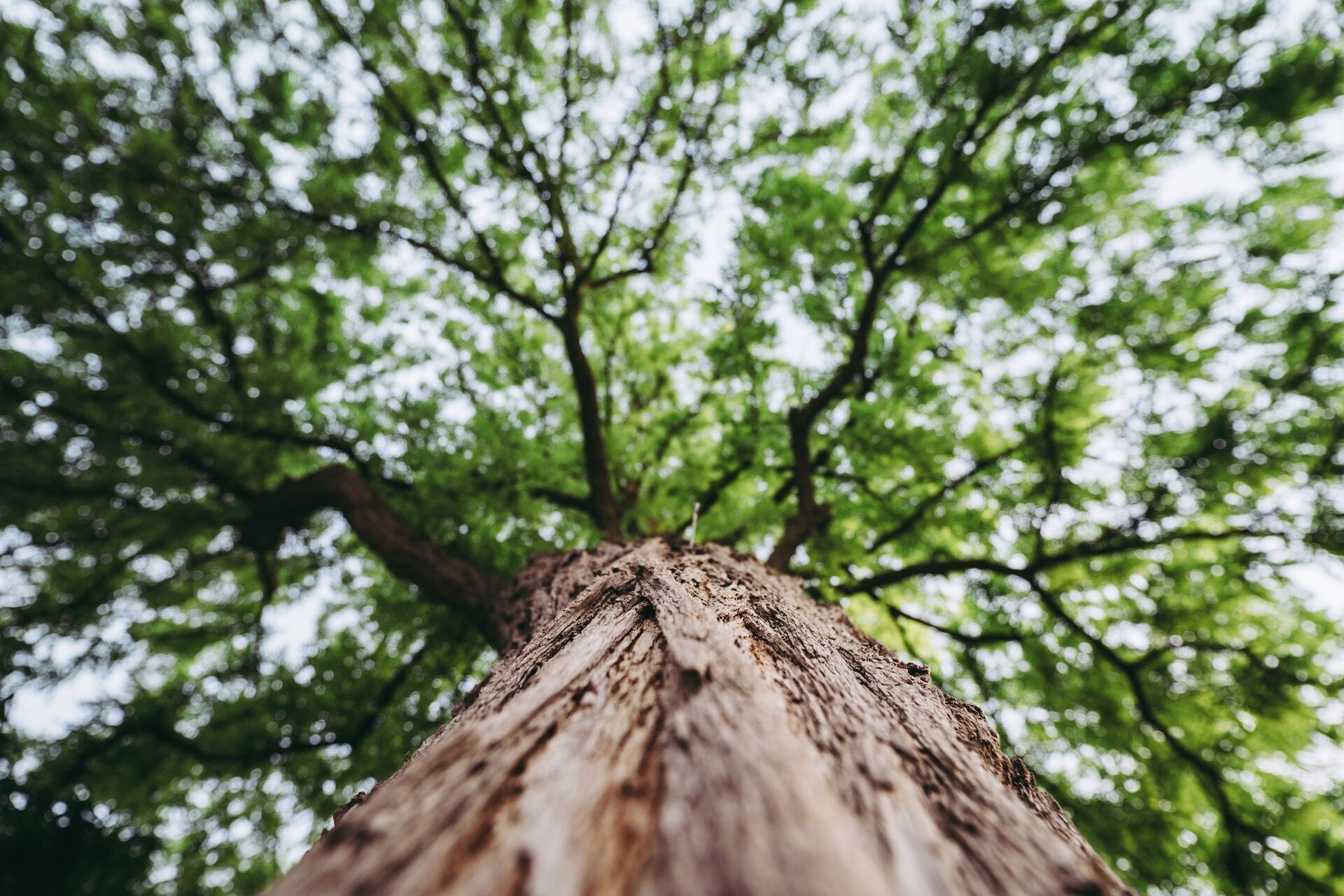 Laaghoekfoto van boom met groene bladeren